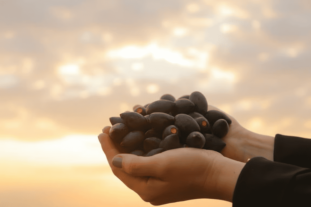 Trám đen là một loại quả có vị chát, được dùng để chế biến các món ăn như canh, xôi, hay ăn kèm với cơm